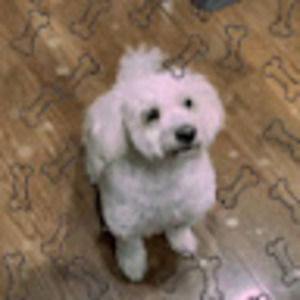 Meet your Posher, Medha